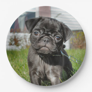 LACK PUG PUPPY PAPIEREN BORDJE