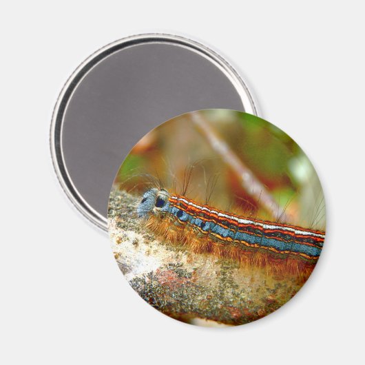 Lackey Moth Caterpillar Magnet (Recto/Verso)