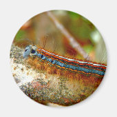 Lackey Moth Caterpillar Magnet (Devant)