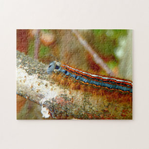 Lackey Moth Caterpillar Photo Puzzle avec boîte ca