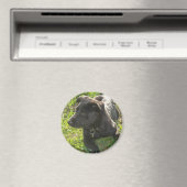 Lacquer Black German Shepherd Magneet (Insitu (Vaatwasser))