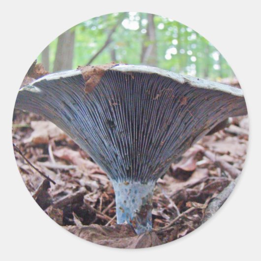 Lactarius indigo Blue Mushroom Ronde Sticker (Voorkant)