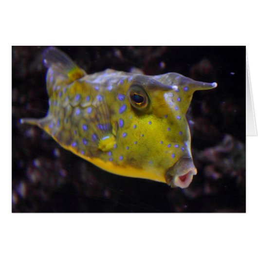 Lactoria cornuta (Devant Horizontal)