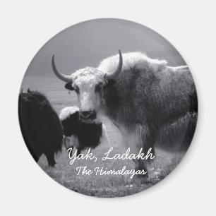 Ladakh, de Himalaya, Yak II (Magnet) Magneet
