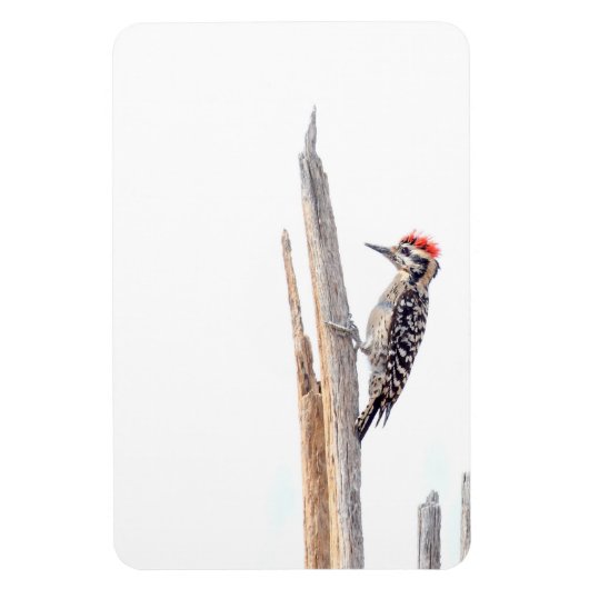 Ladder-Backed Woodpecker Magneet (Verticaal)
