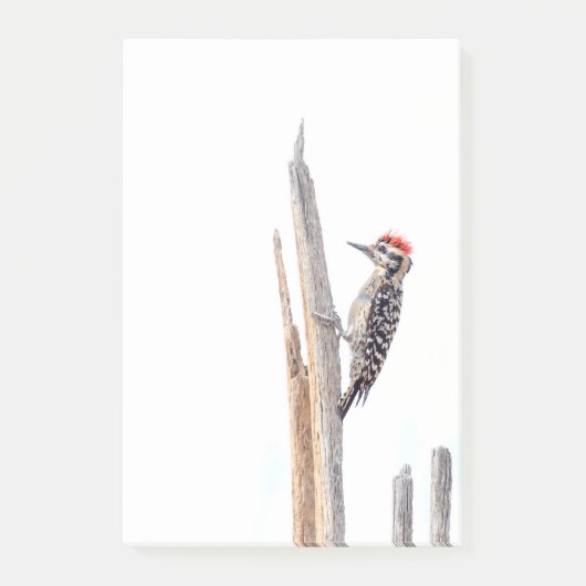 Ladder-Backed Woodpecker Post-it® Notes (Voorkant)