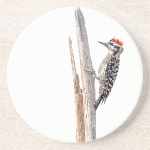 Ladder-Backed Woodpecker Zandsteen Onderzetter