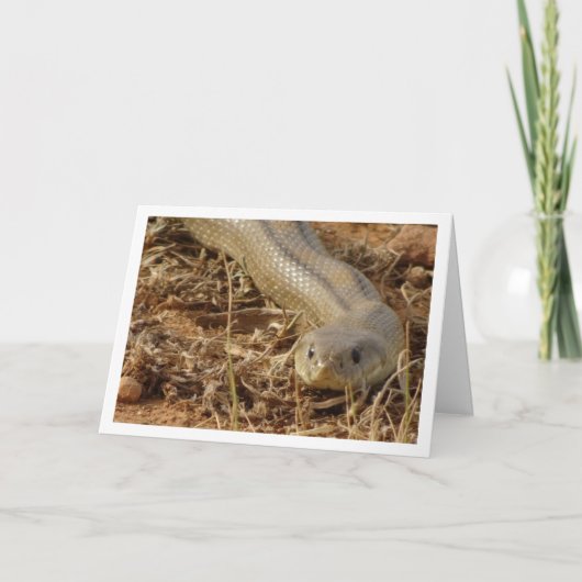 Ladder Snake Kaart (Voorkant)