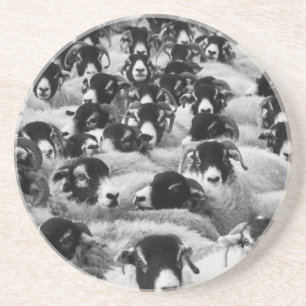 LADEN Ram Sheep Black en White Zandsteen Onderzetter