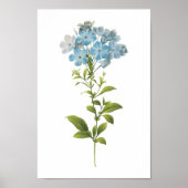 Ladwort (Plumbago caerulea) van Redouté Poster (Voorkant)