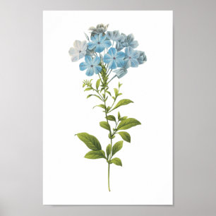 Ladwort (Plumbago caerulea) van Redouté Poster