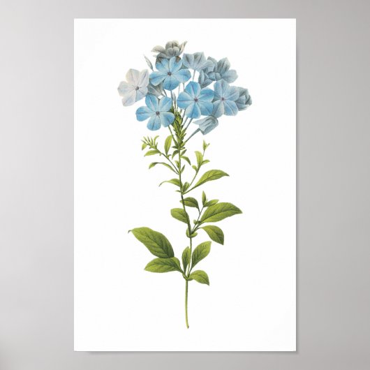 Ladwort (Plumbago caerulea) van Redouté Poster (Voorkant)