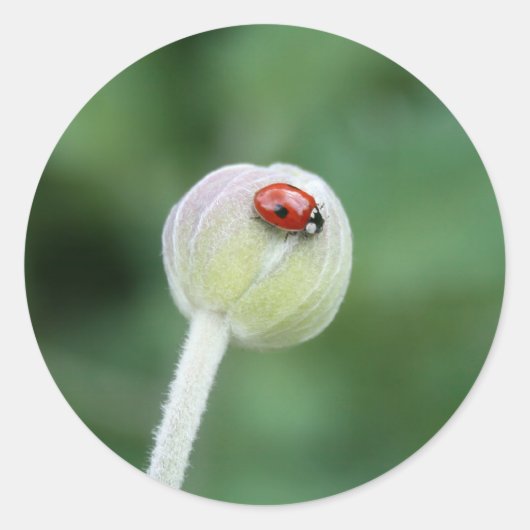 Lady Bird Stickers (Voorkant)