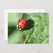 Lady bug briefkaart (Voorkant / Achterkant)