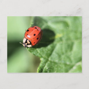 Lady bug briefkaart
