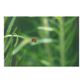 Lady Bug Foto Afdruk