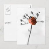 Lady Bug op Dill Flower met Dew Briefkaart (Voorkant / Achterkant)