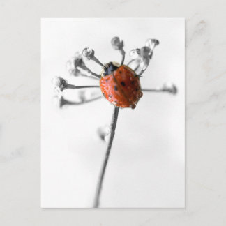 Lady Bug op Dill Flower met Dew Briefkaart