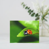 Lady Bug op een lef Briefkaart (Staand voorkant)