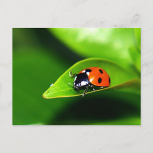 Lady Bug op een lef Briefkaart