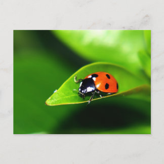 Lady Bug op een lef Briefkaart