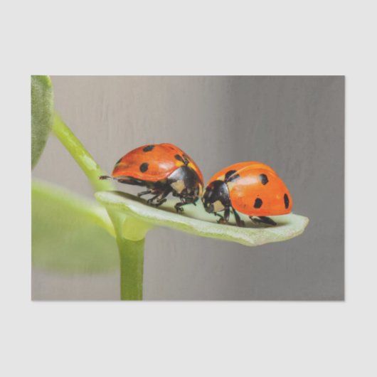 Lady Bugs-weefselpapier Tissuepapier (Voorkant)