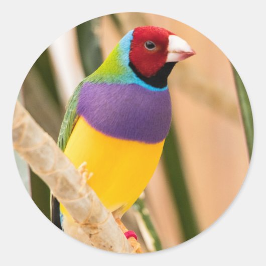 Lady Gouldian Finch Ronde Sticker (Voorkant)