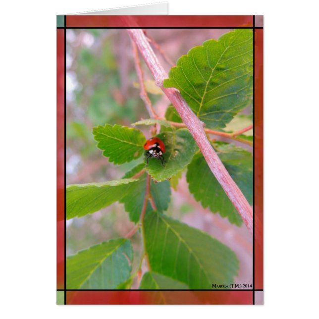 Lady in Red (Voorkant)