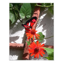 Lady in Red Beperkte Oplage