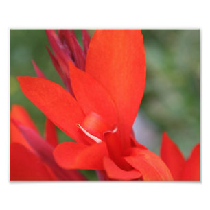 "Lady in Red" Red Canna Lily Closeup Foto print Afdruk