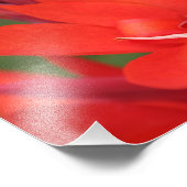 "Lady in Red" Red Canna Lily Closeuse Photo Imprim (Coin)