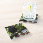 Lady Ross's Turaco Glazen Onderzetter (Schuin)