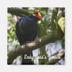 Lady Ross's Turaco Magneet