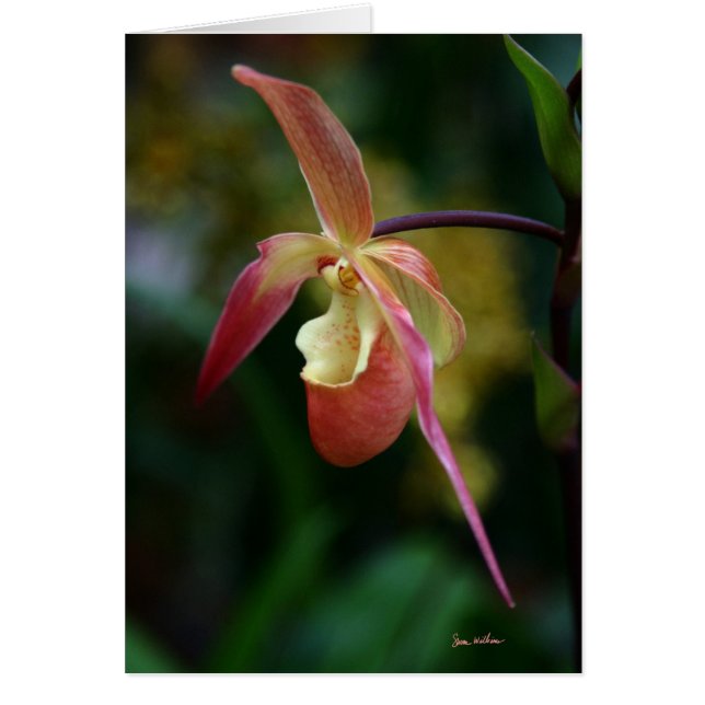 Lady Slipper en Orchids (Voorkant)