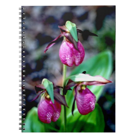 Lady Slipper I, roze groene tuin Notitieboek (Voorkant)