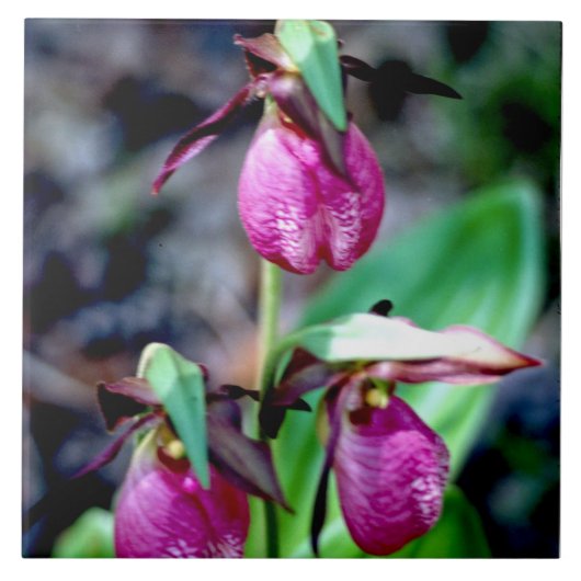 Lady Slipper I, roze groene tuin Tegeltje (Voorkant)