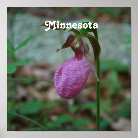 Lady Slipper Poster (Voorkant)