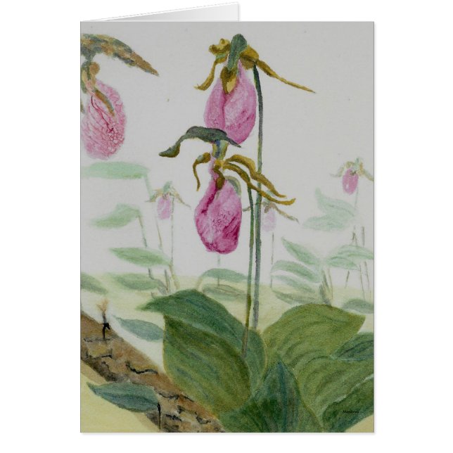 Lady Slippers (Voorkant)