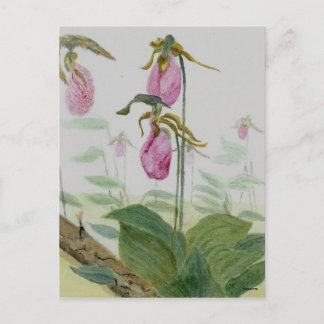Lady Slippers Briefkaart