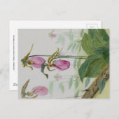 Lady Slippers-Briefkaart Briefkaart (Voorkant / Achterkant)