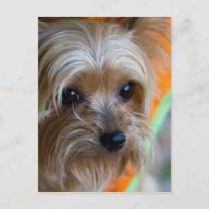 Lady Yorkshire Terrier Puppy Briefkaart