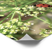 Ladybird [Art Print] Poster (Hoek)