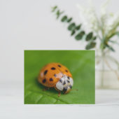 Ladybird Briefkaart (Staand voorkant)