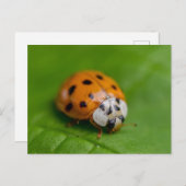 Ladybird Briefkaart (Voorkant / Achterkant)