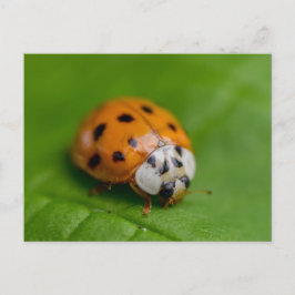 Ladybird Briefkaart