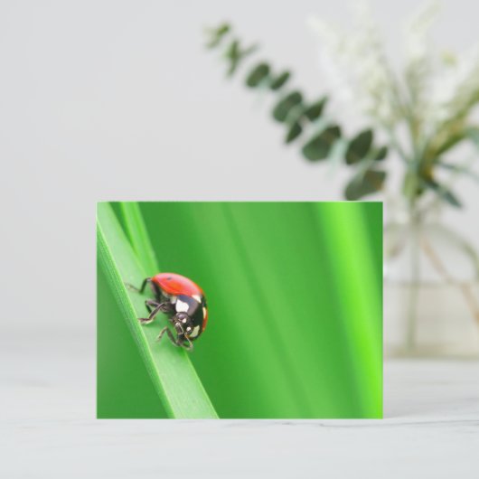 Ladybird Briefkaart (Staand voorkant)