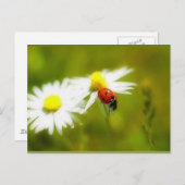 Ladybird briefkaart (Voorkant / Achterkant)