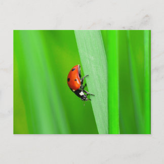 Ladybird Briefkaart