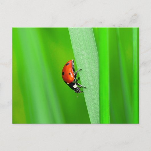 Ladybird Briefkaart (Voorkant)