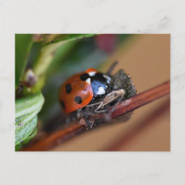 Ladybird Briefkaart
